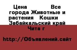 Zolton › Цена ­ 30 000 - Все города Животные и растения » Кошки   . Забайкальский край,Чита г.